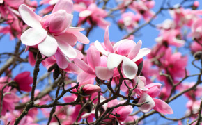magnolias
